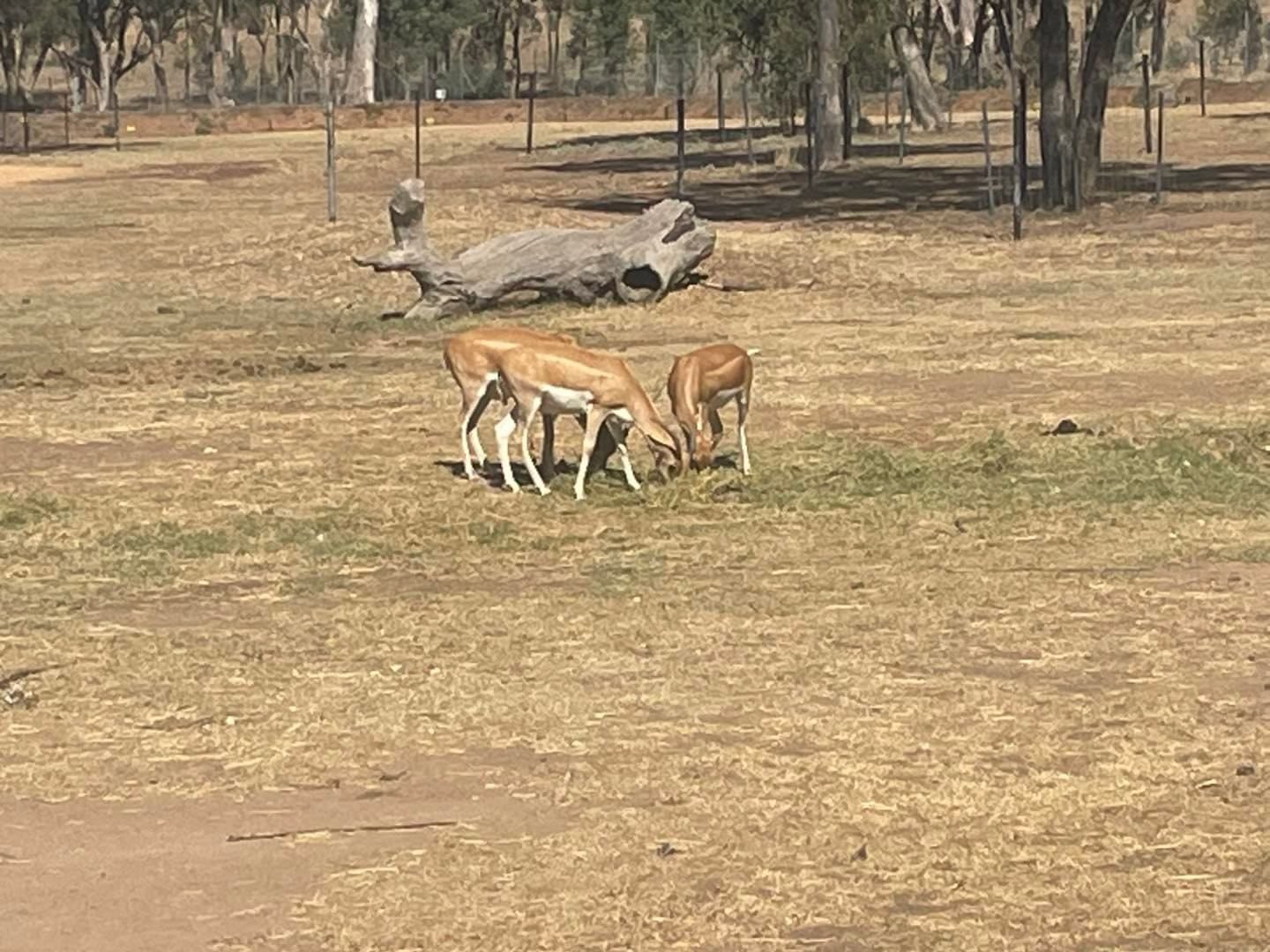 Dubbo Zoo 2025 Image -67de04781d3fd